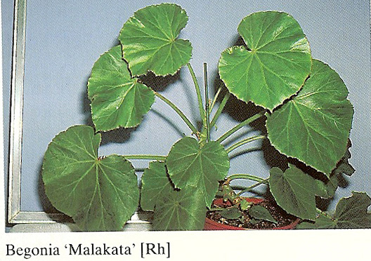 B. ‘Malakata’